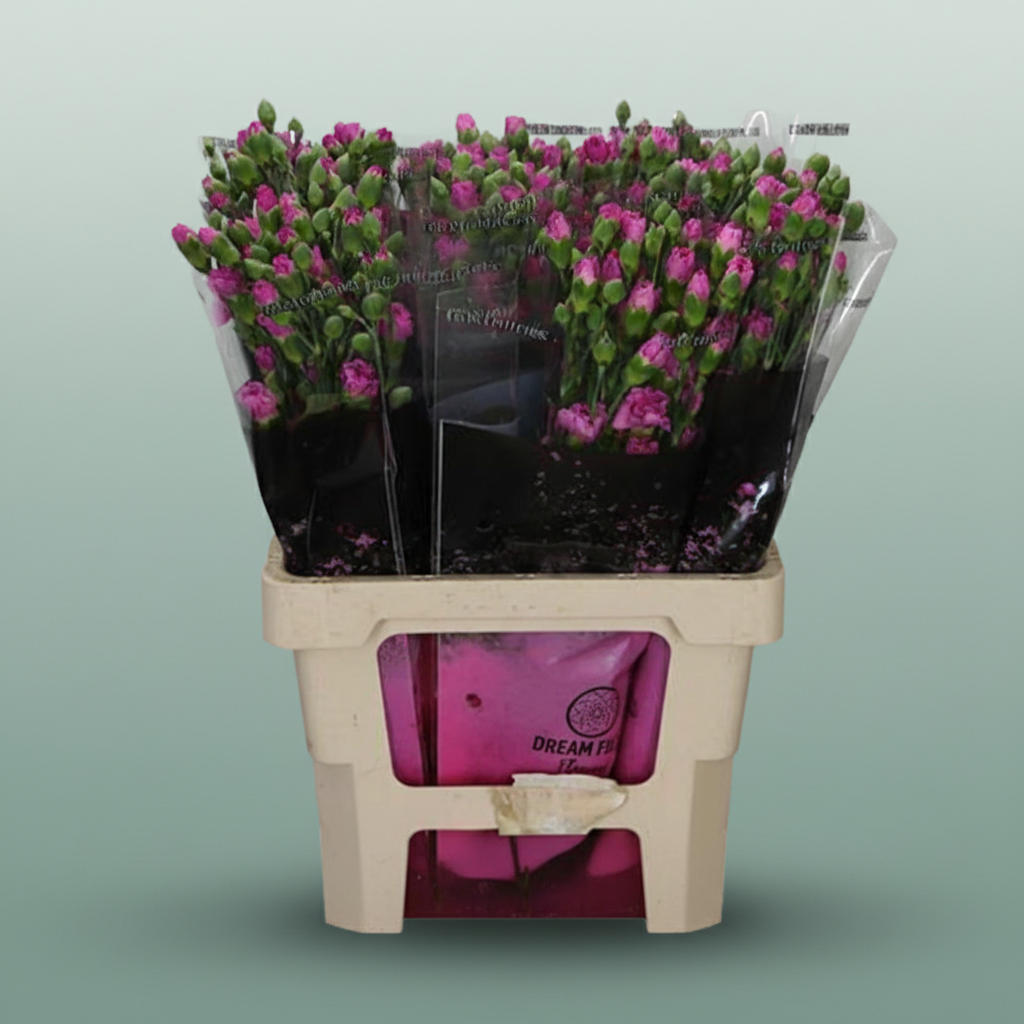 Spray Carnation - Dianthus - Lilac Melissa