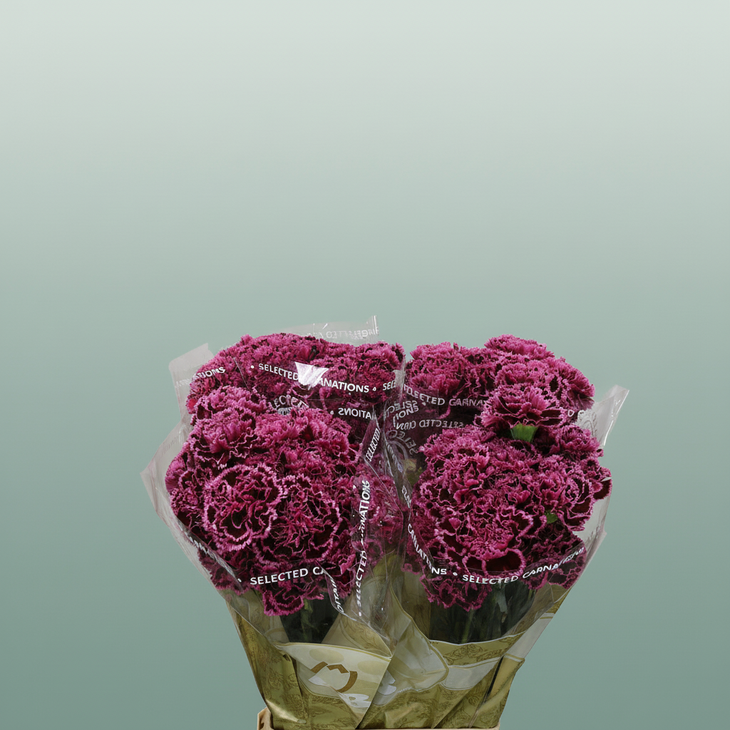 Standard Carnation - Dianthus - Nobbio Burgundy