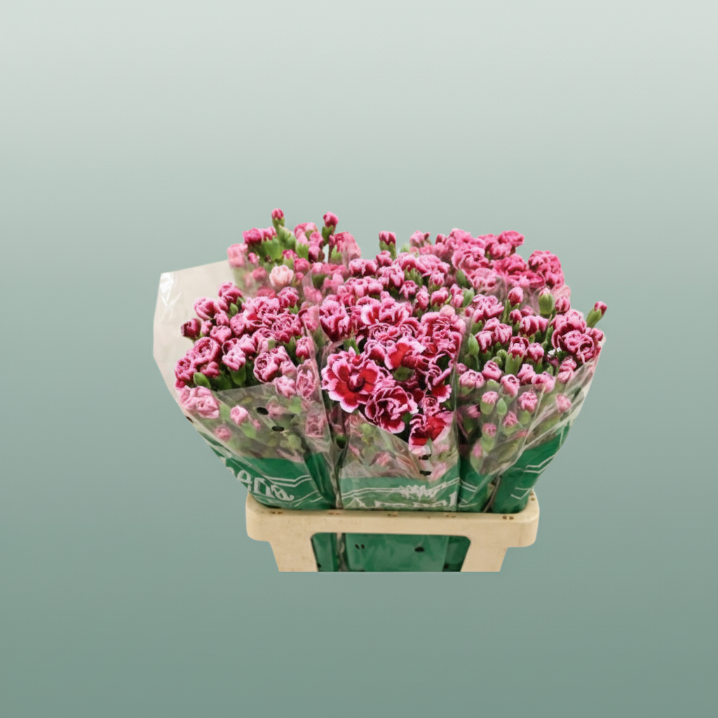 Spray Carnation - Dianthus - Trendy Tessino