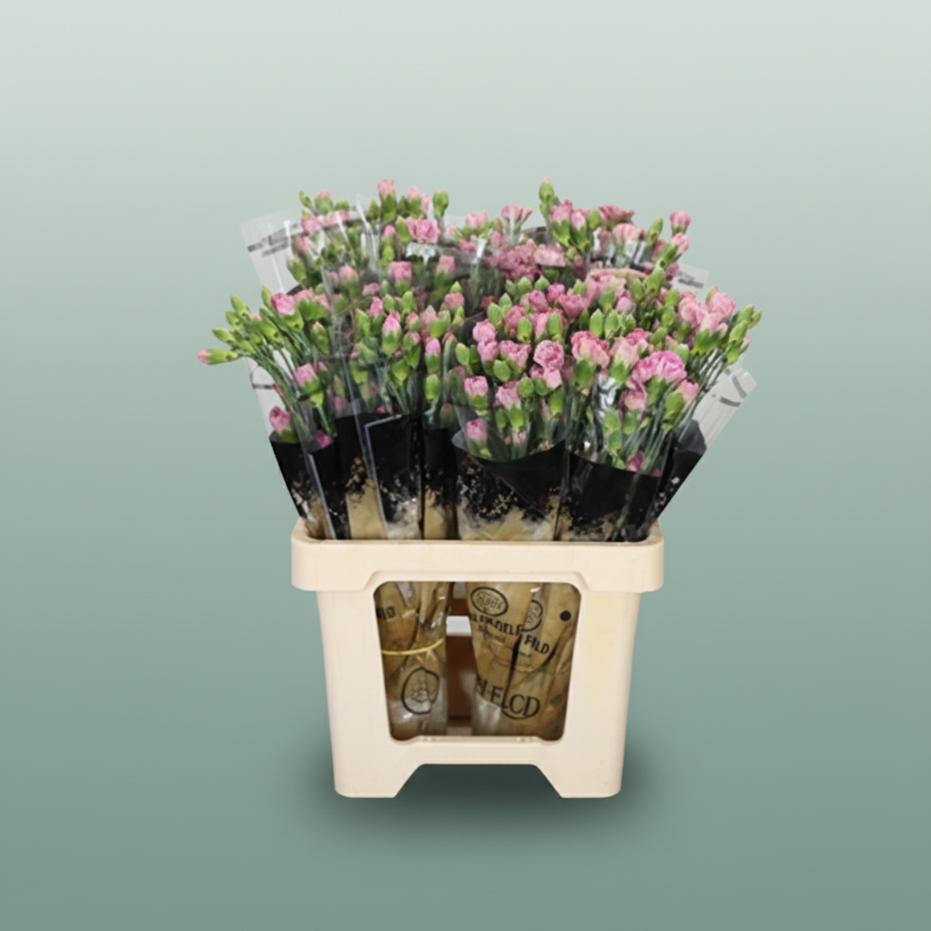 Spray Carnation - Dianthus - Mocca Sweet