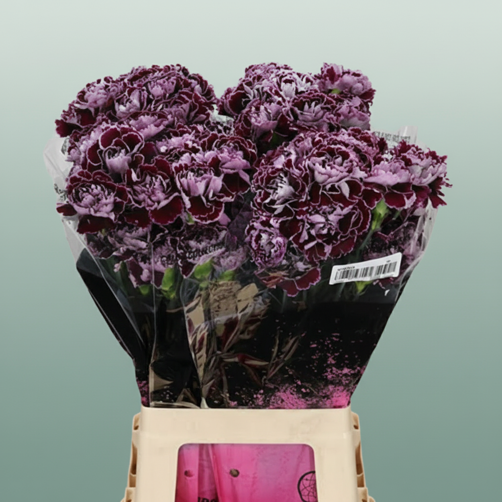 Standard Carnation - Dianthus - Minerva