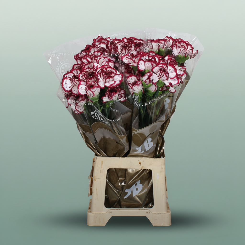 Standard Carnation - Dianthus - Bacarat