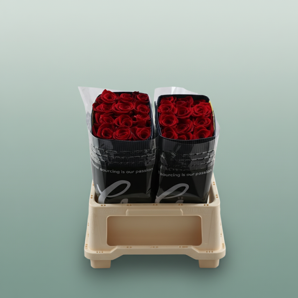 Rose - Rosa - Freedom