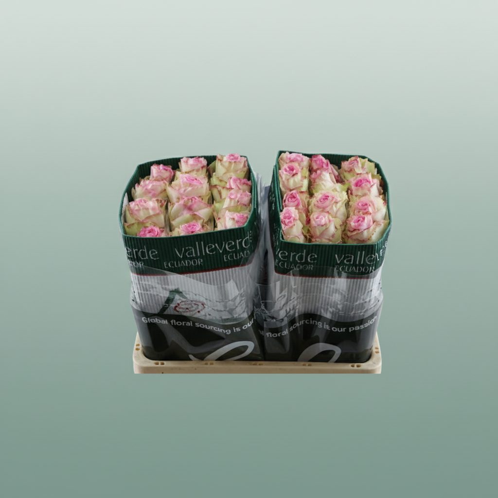 Rose Eq Esperance