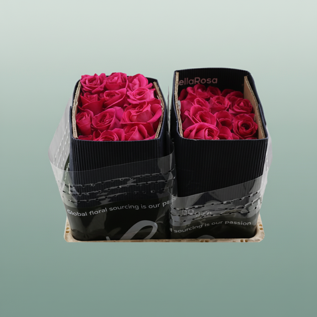 Rose - Rosa - Pink Floyd