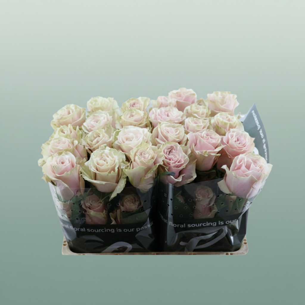 Rose - Rosa - Pink Mondial