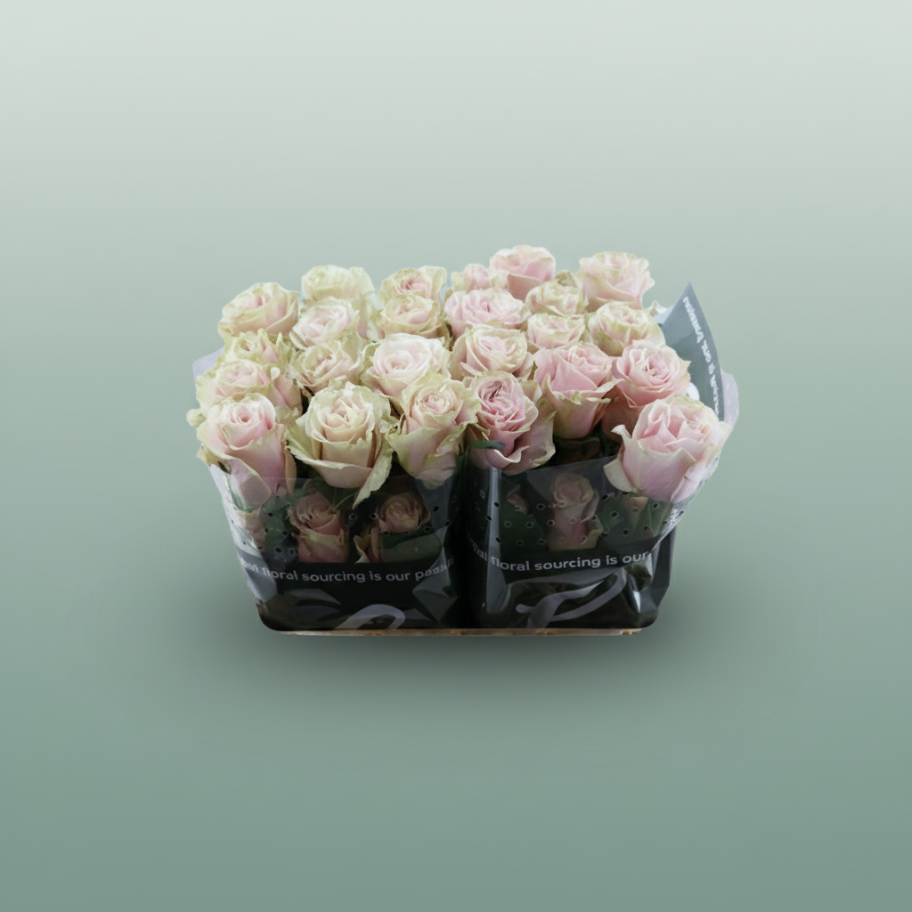 Rose - Rosa - Pink Mondial