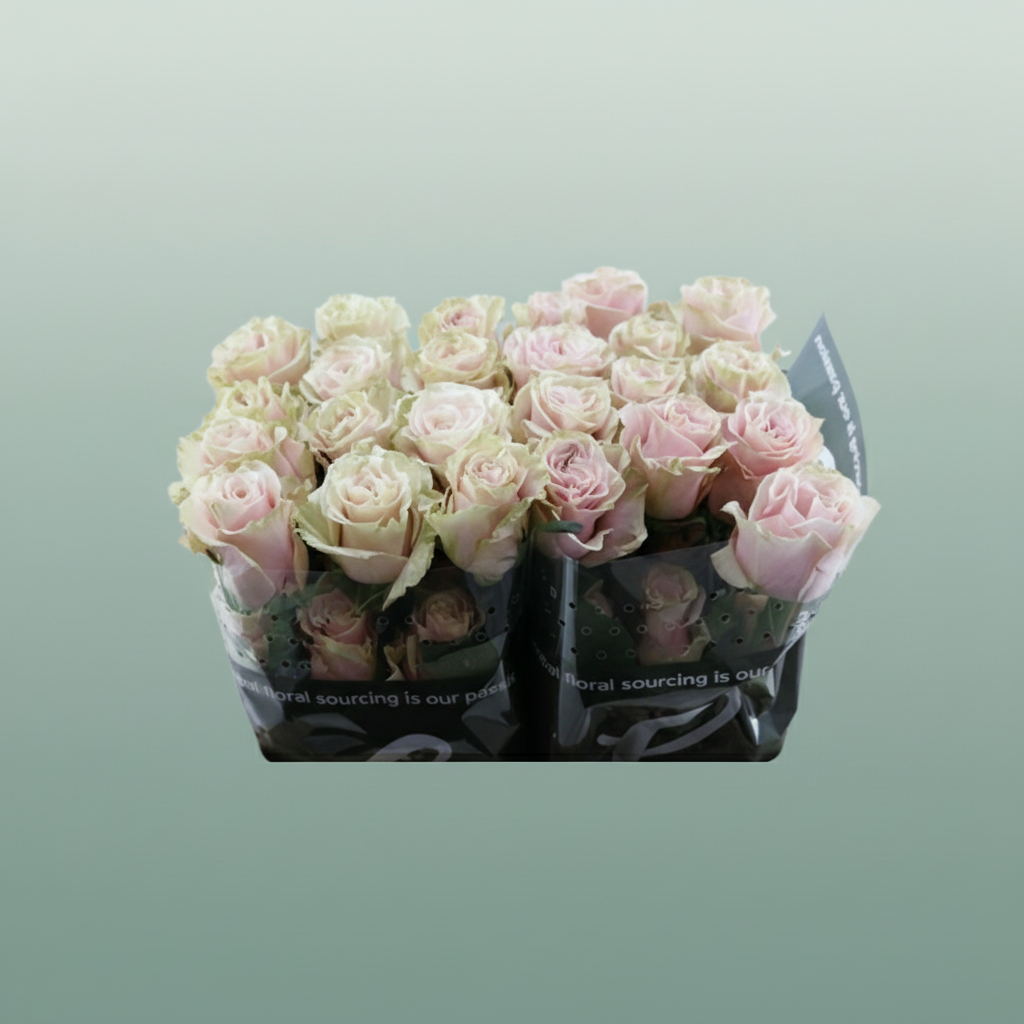 Rose - Rosa - Pink Mondial