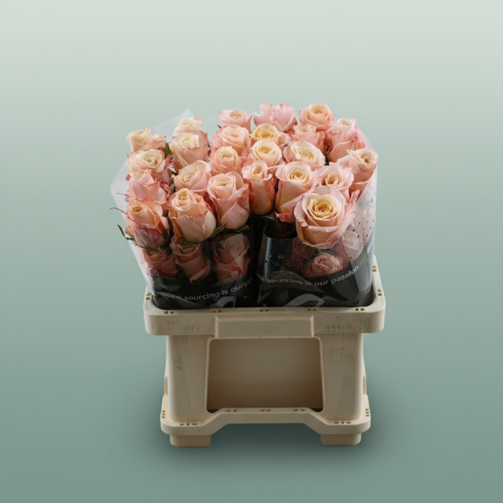 Rose - Rosa - Shimmer