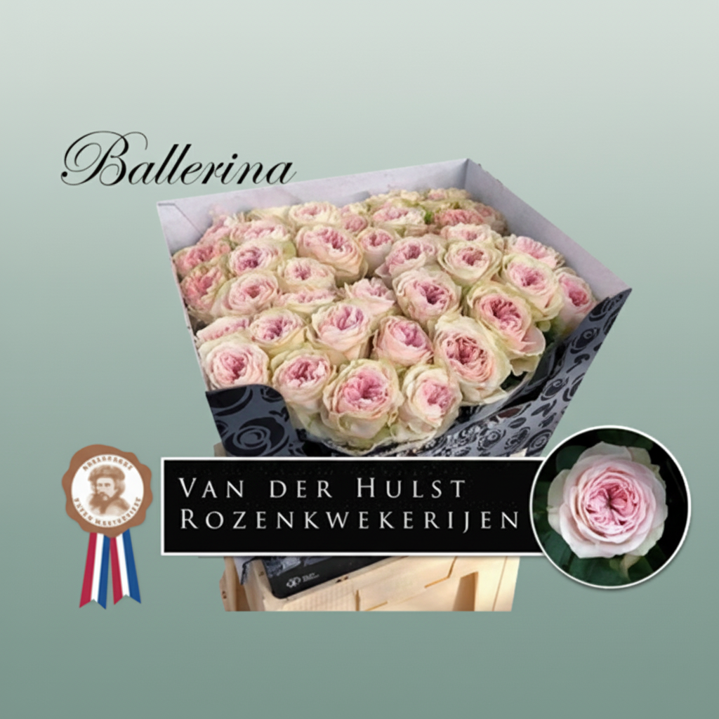 Rose - Rosa - Ballerina