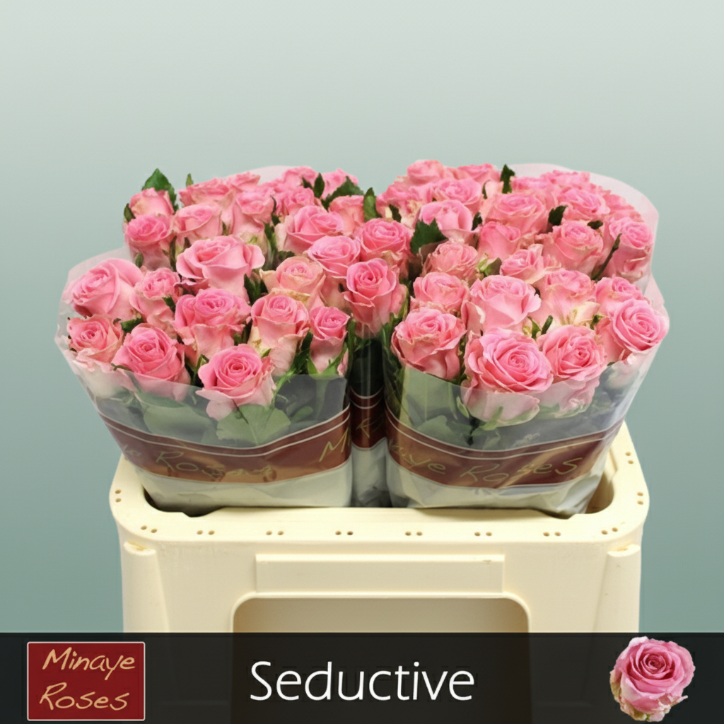 Rose - Rosa - Seductive