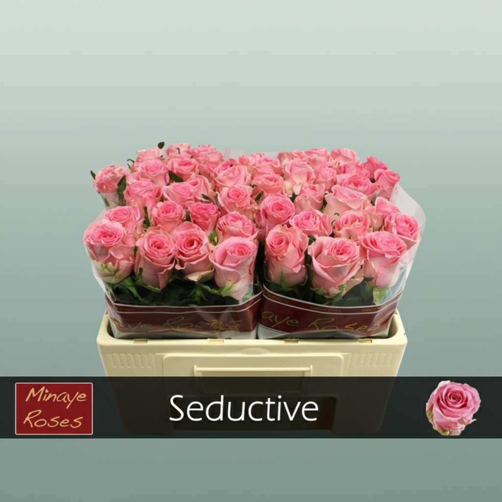 Rose - Rosa - Seductive
