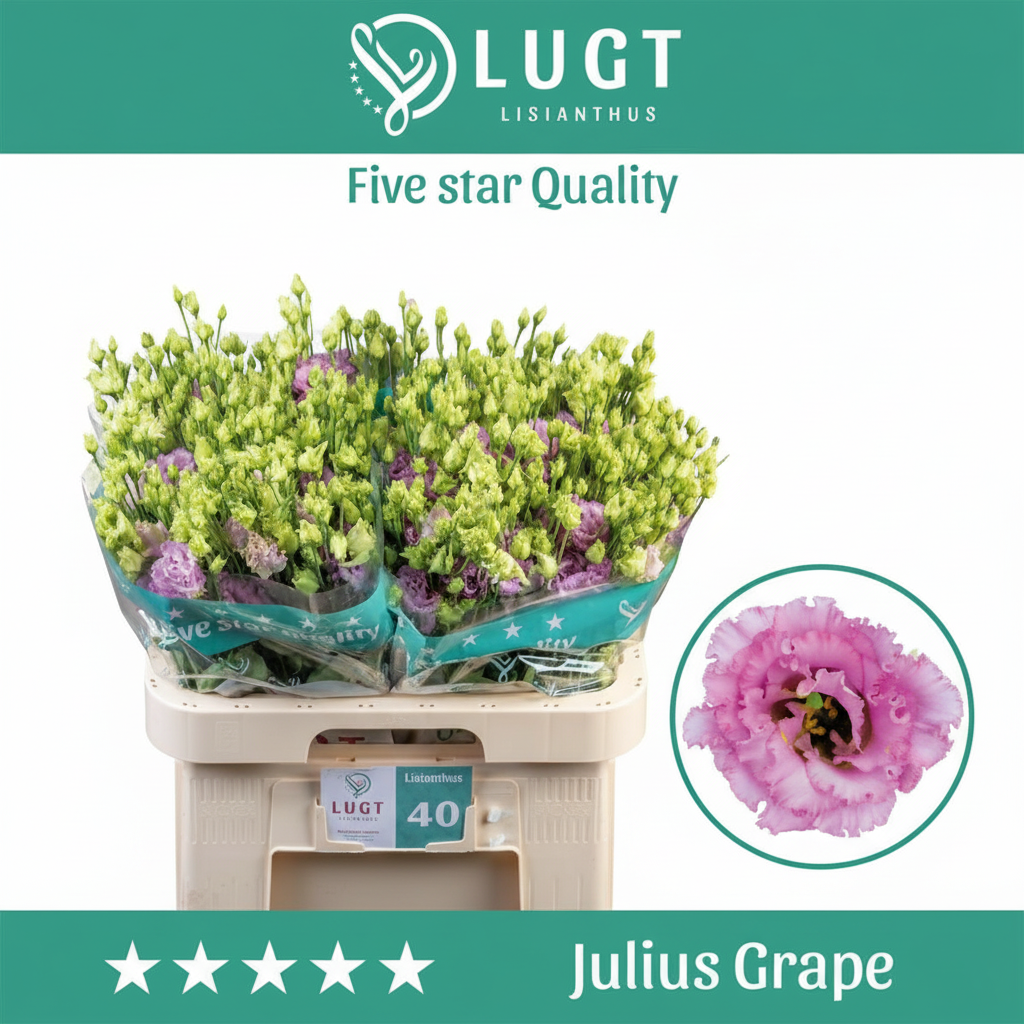 Purple Lisianthus ‘Julius Grape’ – 70cm Stems