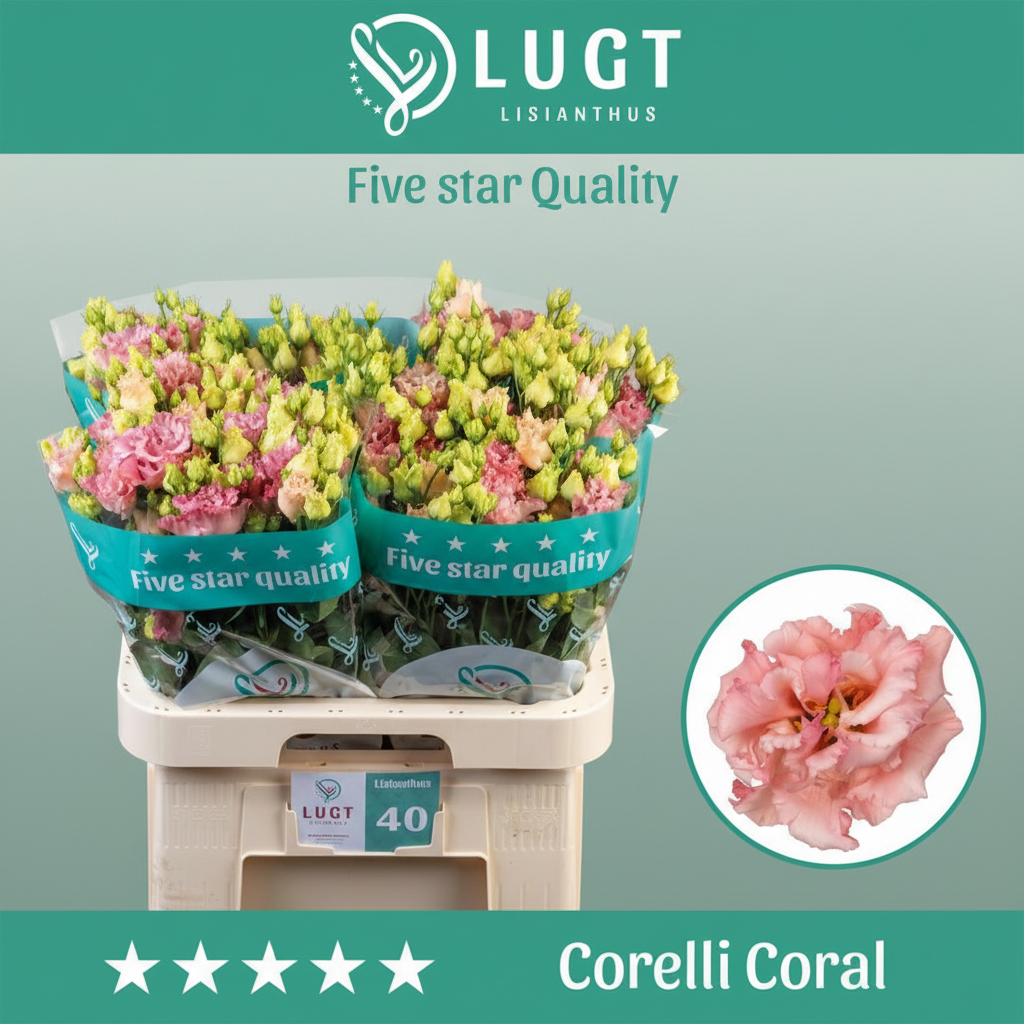 Corelli Coral Pink Lisianthus – 70cm Stems