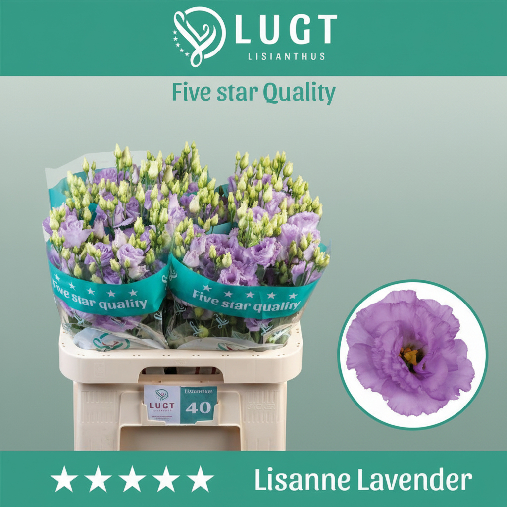 Reina Deep Lavender Lisianthus – 70cm Stems