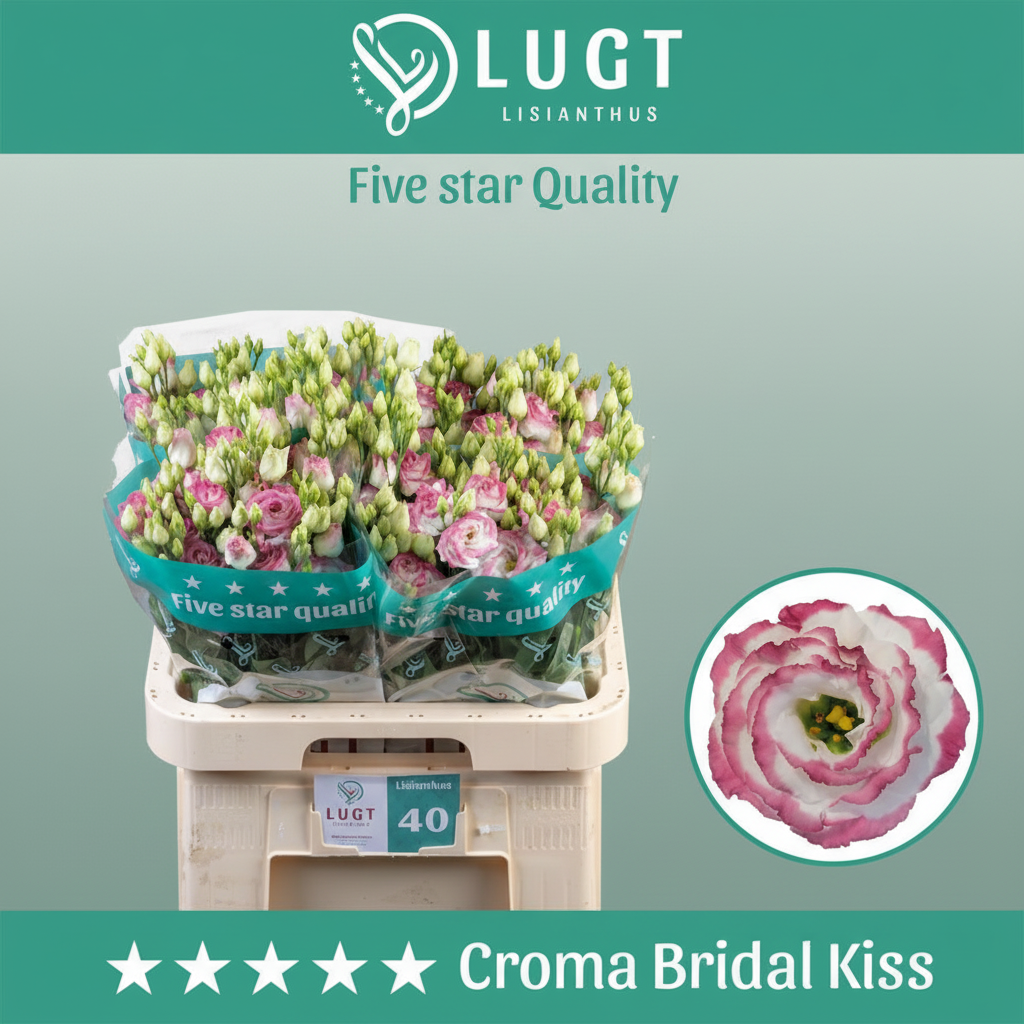 White Lisianthus ‘Croma Bridal Kiss’ – 70cm Stems