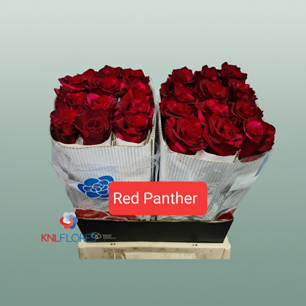 Rose - Rosa - Red Panther