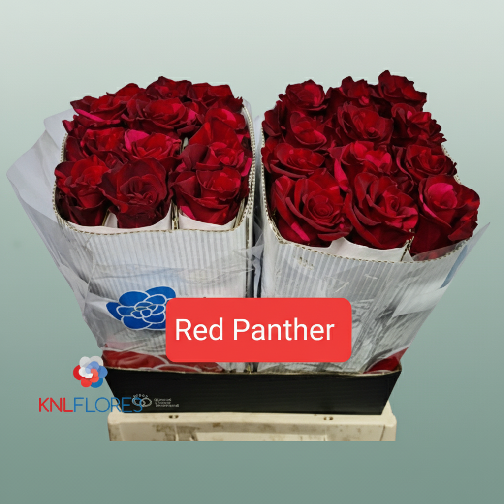 Rose - Rosa - Red Panther