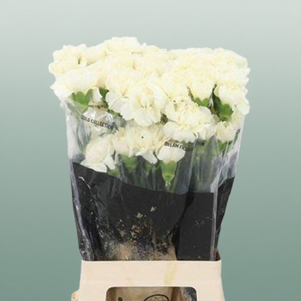 Standard Carnation - Dianthus - Diletta Crema