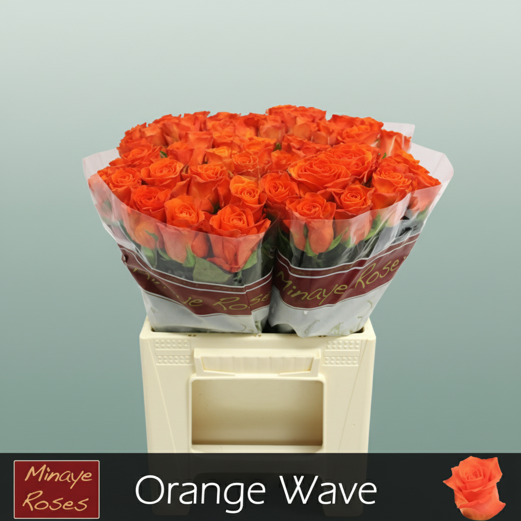 Rose - Rosa - Orange Wave
