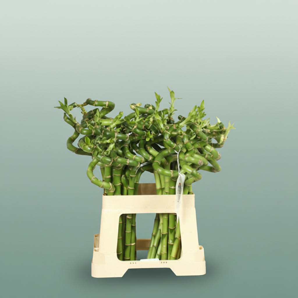 Lucky Bamboo - Dracaena - Lucky Bamboo