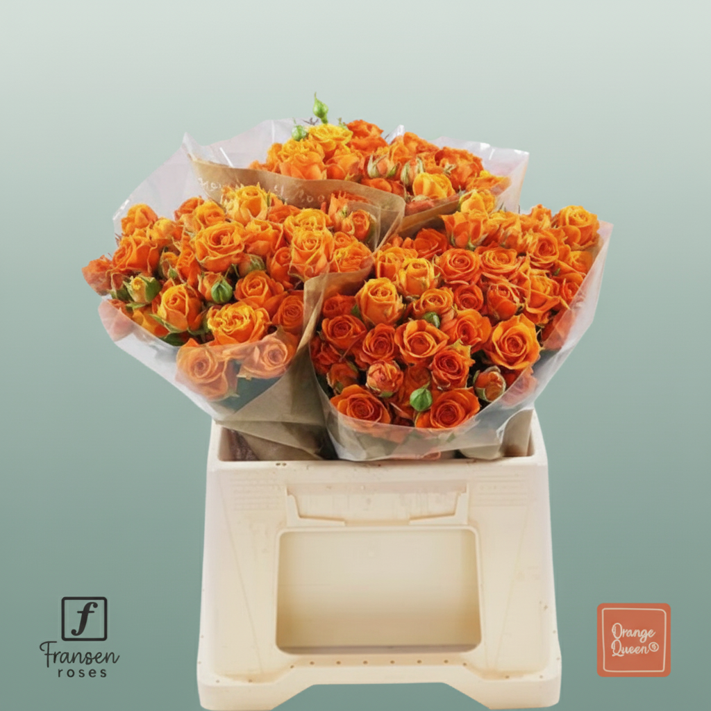 Spray Rose - Rosa - Orange Queen