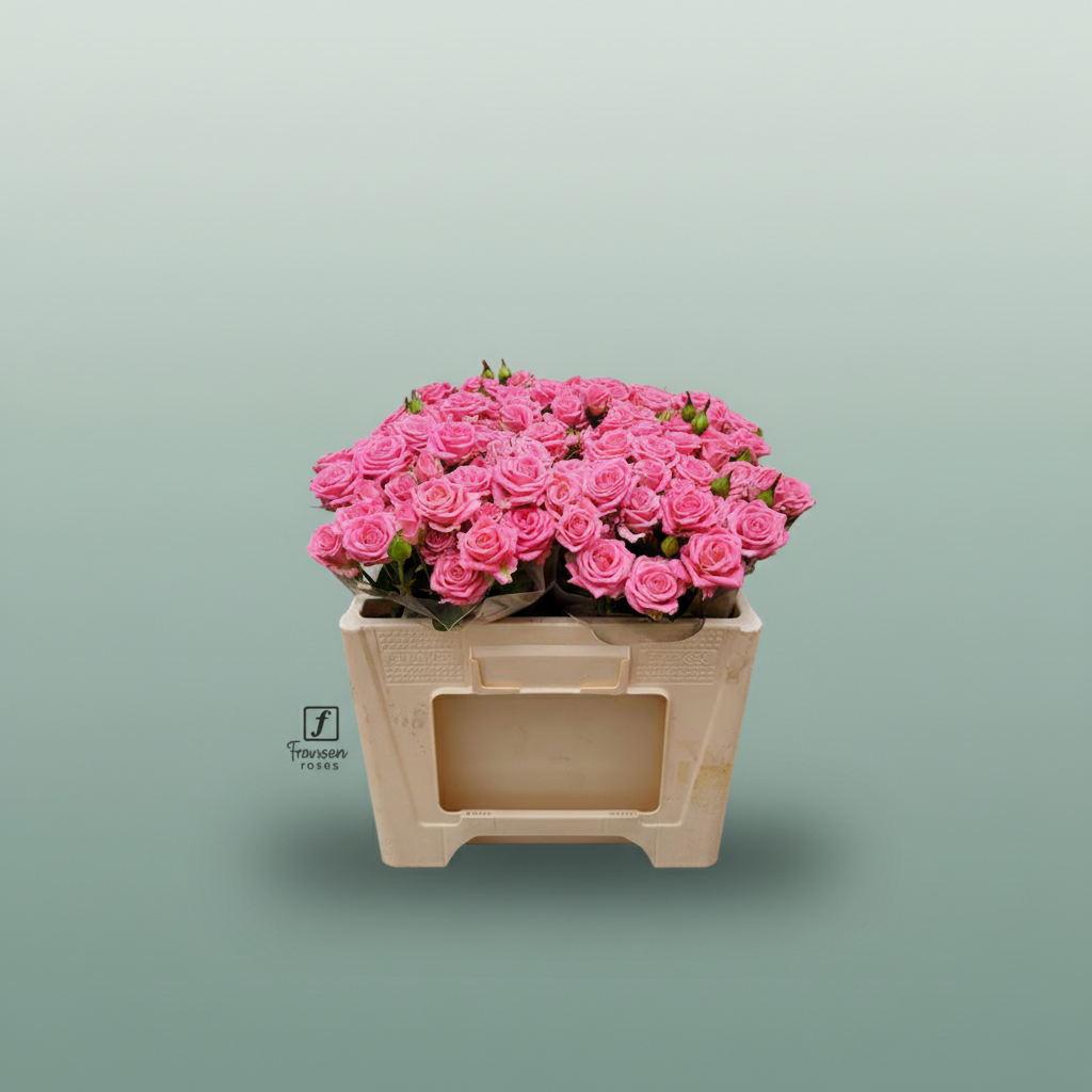 Spray Rose - Rosa - Emilia