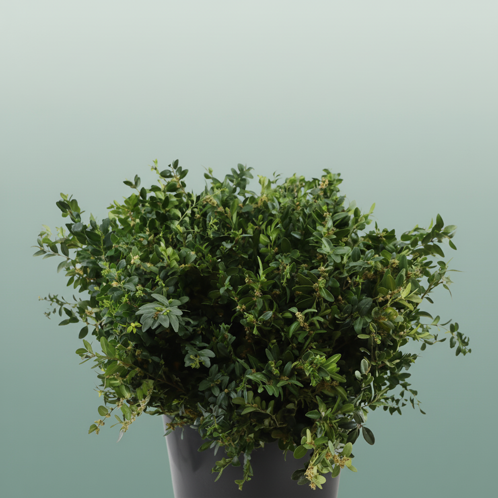 Buxus Foliage - 60cm Bunch