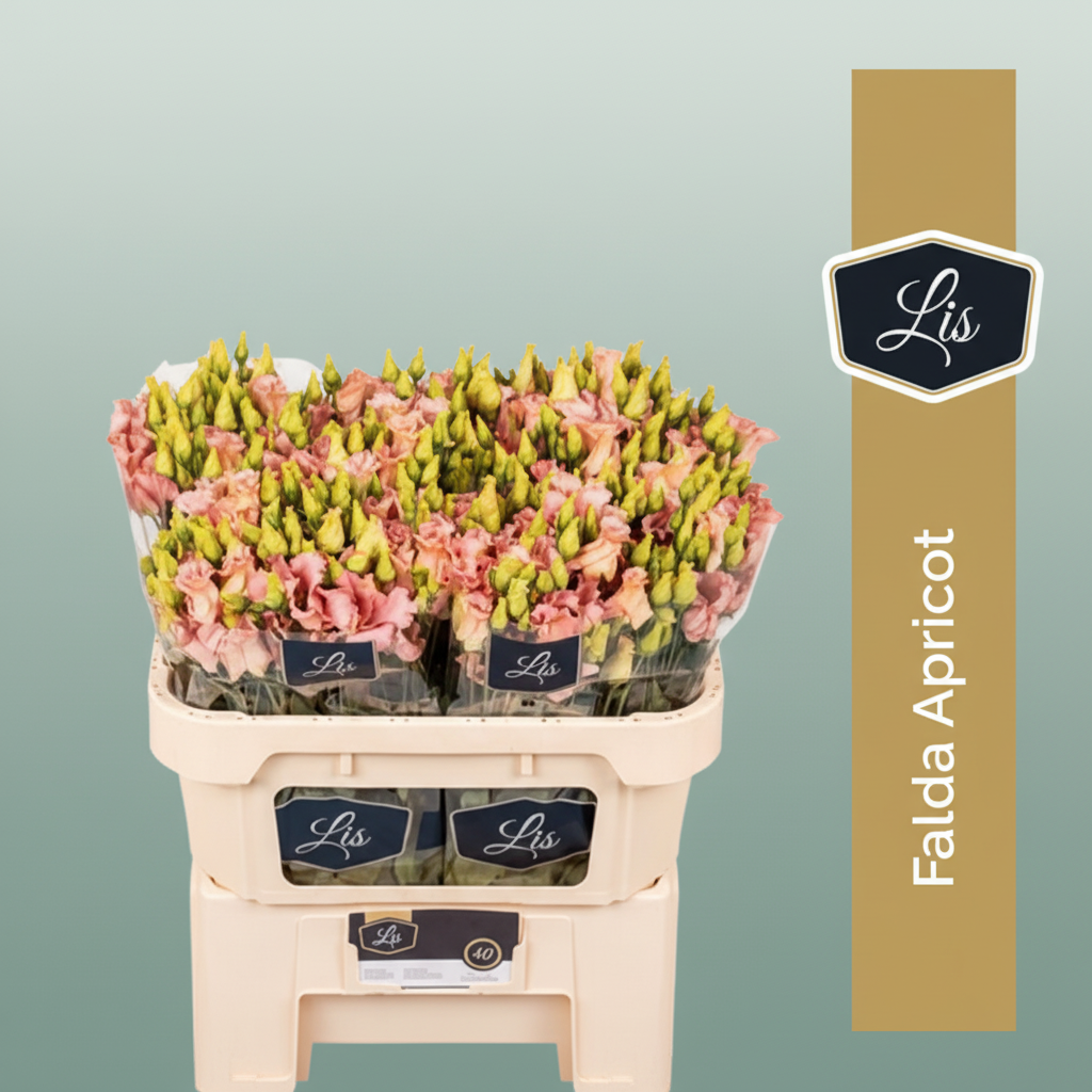 Lisianthus ‘Falda Apricot’ Cut Flowers – 70cm Stems