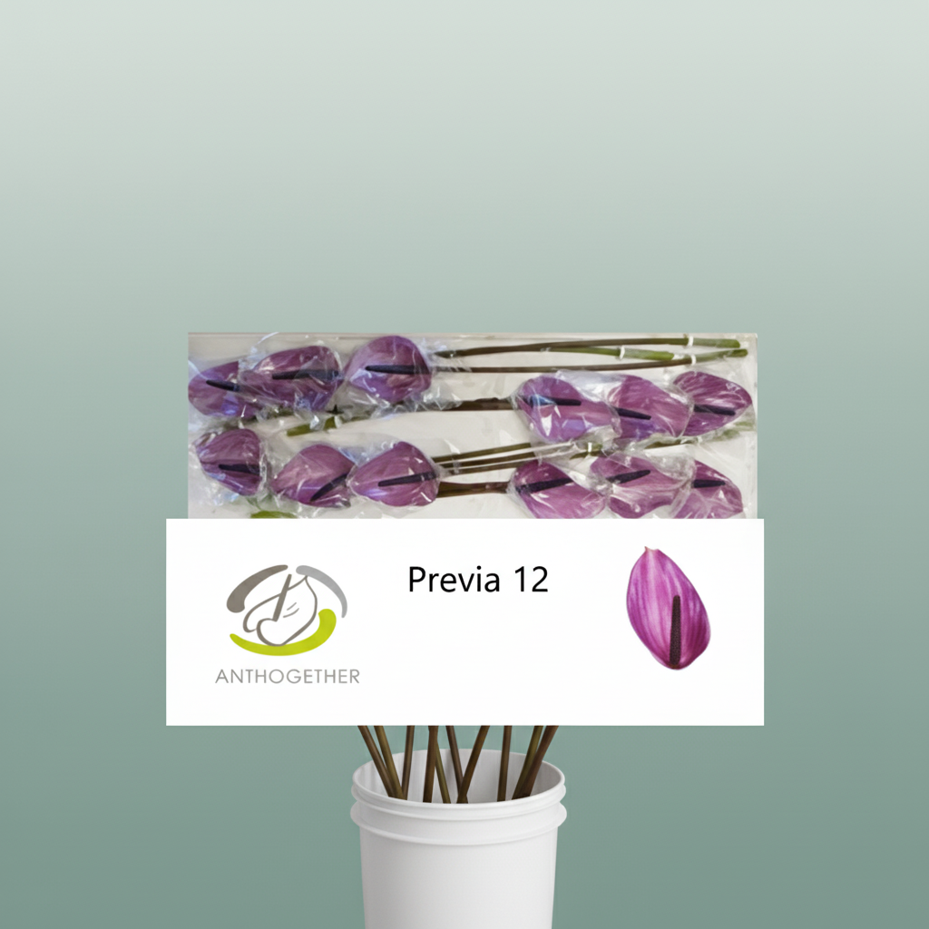 Purple Anthurium ‘Previa’ – 35cm Stems