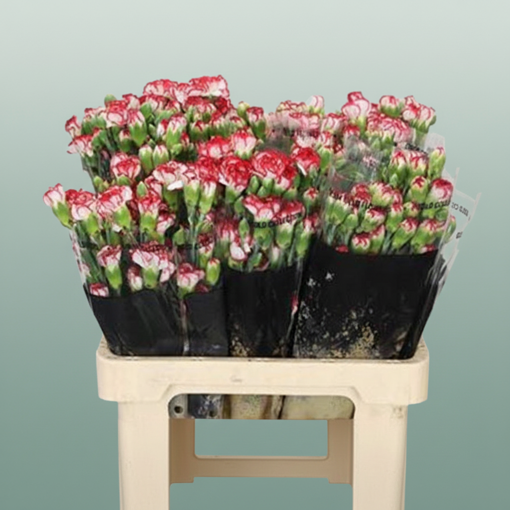Spray Carnation - Dianthus - Minuetto