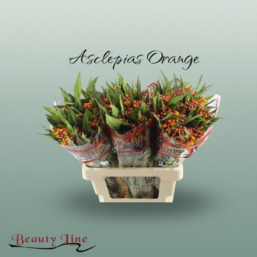 Asclepias Serenade