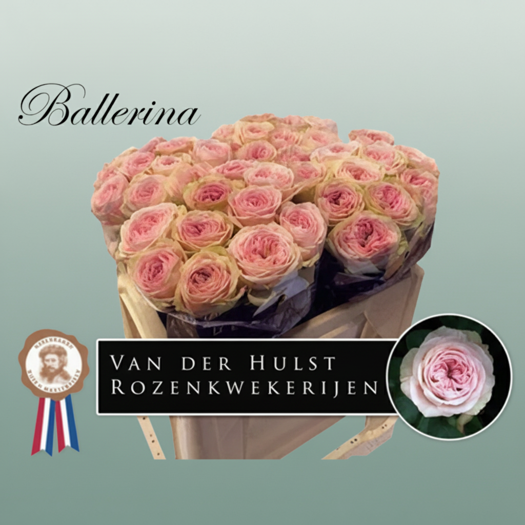 Rose - Rosa - Ballerina