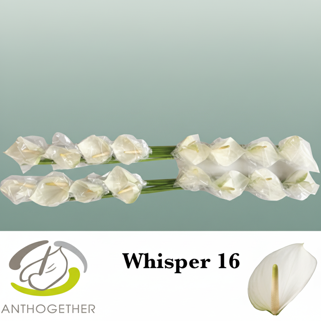 White Anthurium ‘Whisper’ – 40cm Stems