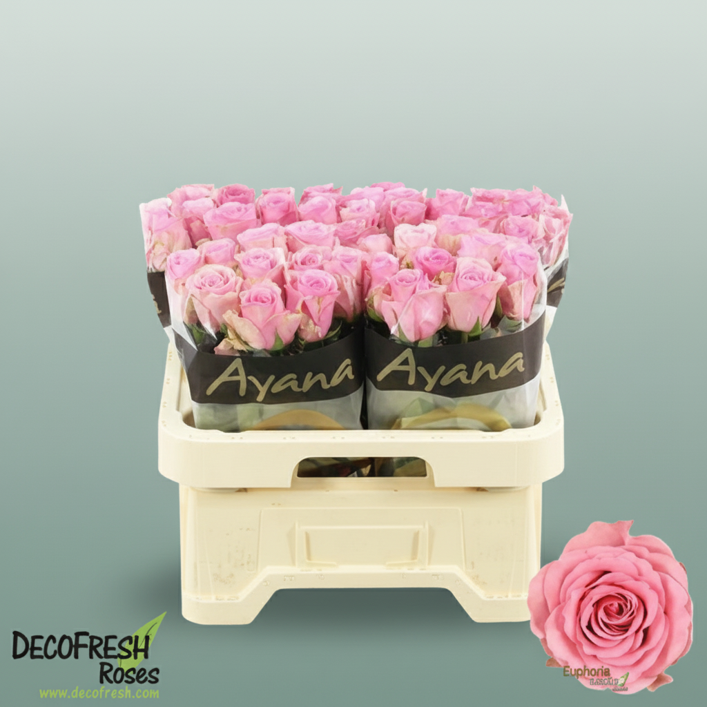 Rose Euphoria