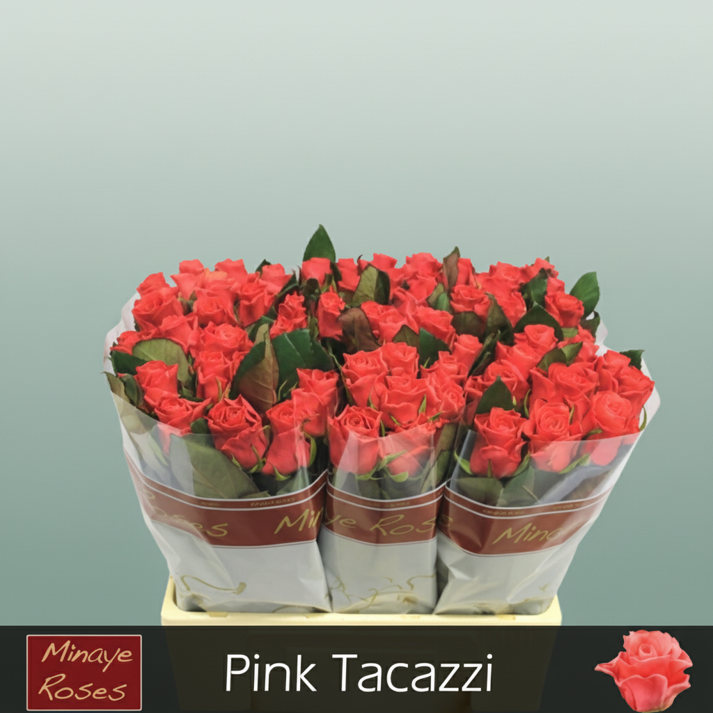 Rose - Rosa - Tacazzi+