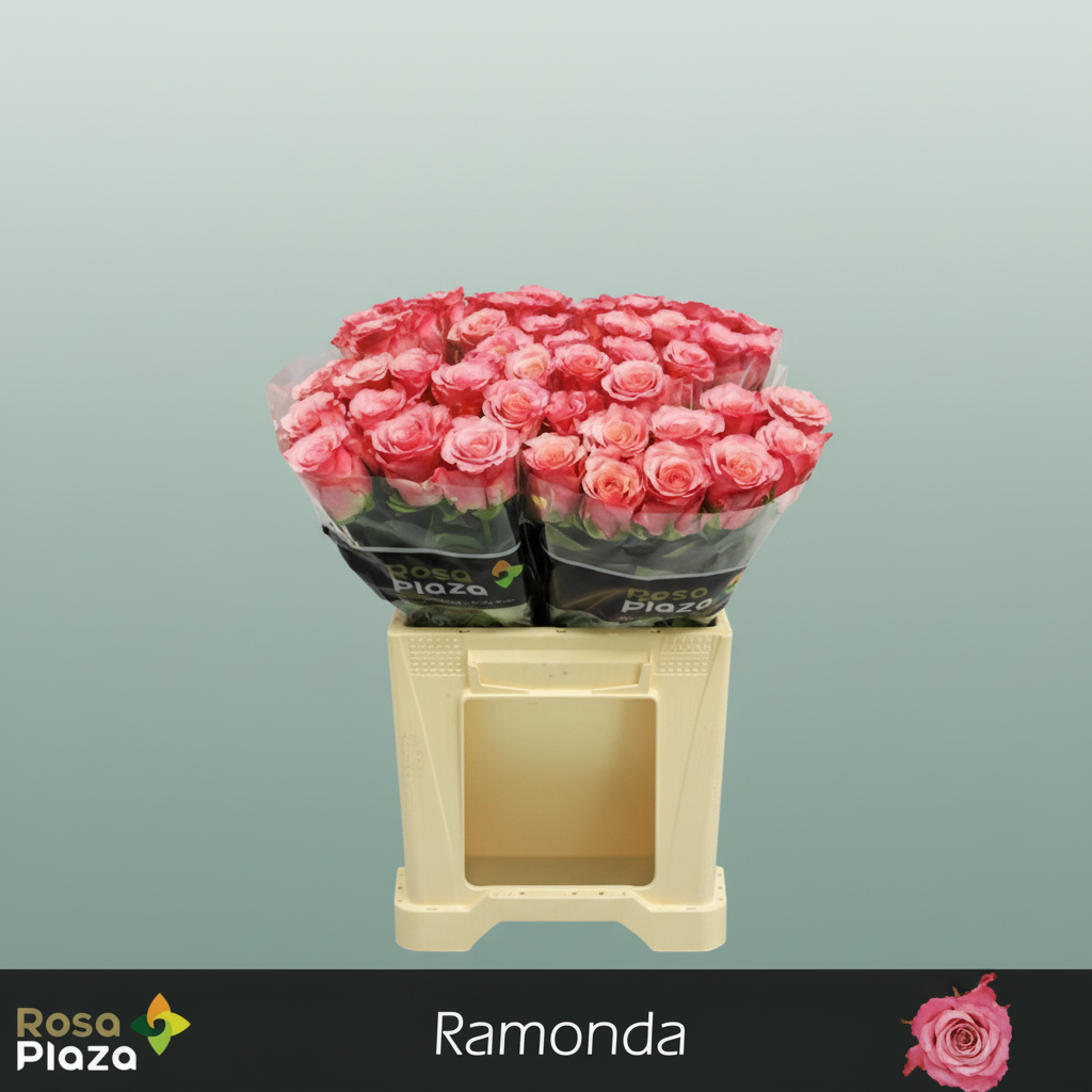 Rose - Rosa - Ramonda