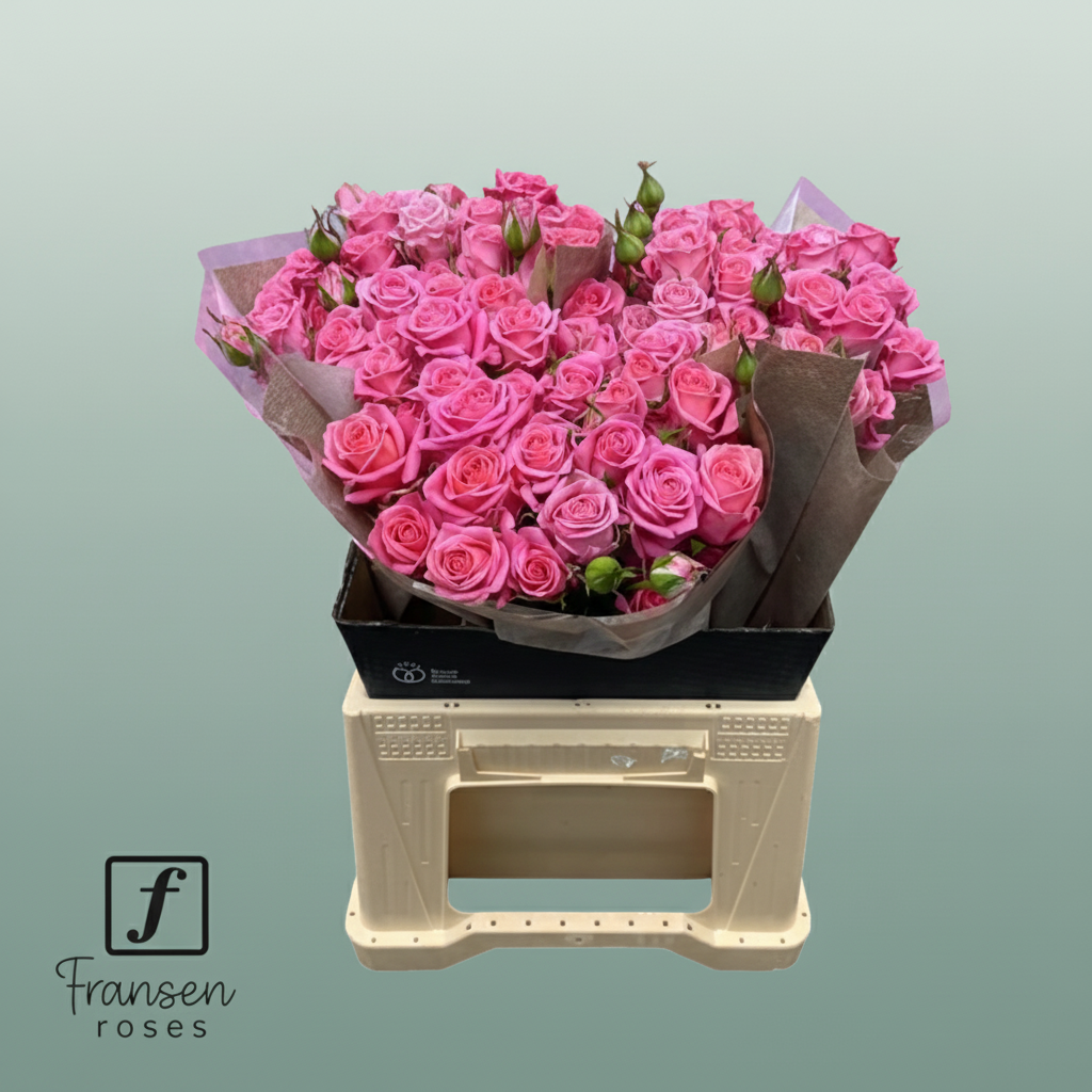 Spray Rose - Rosa - Emilia