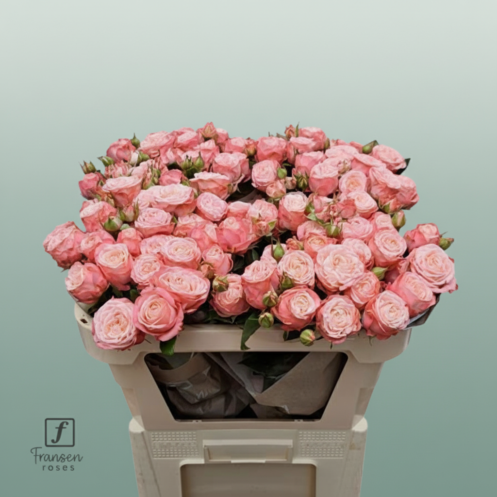Spray Rose - Rosa - First Date