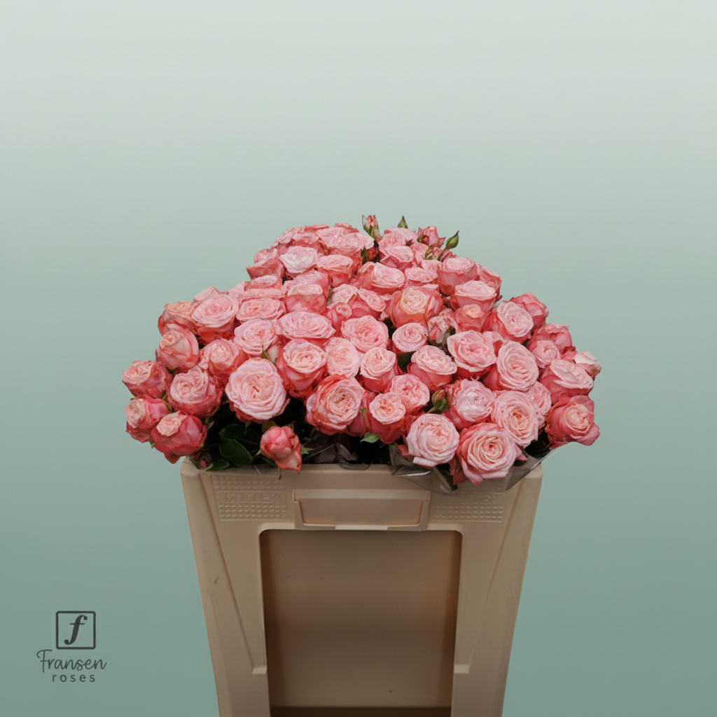 Spray Rose - Rosa - First Date