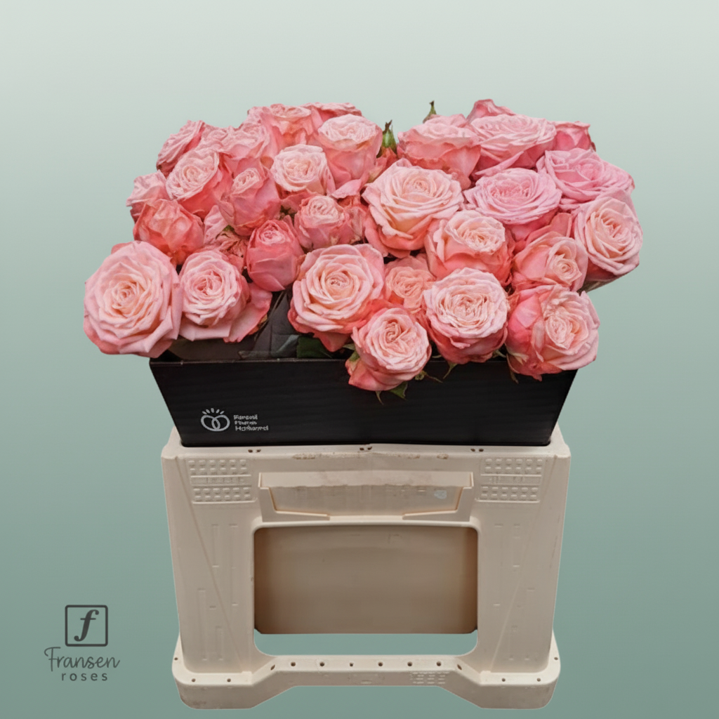 Spray Rose - Rosa - First Date