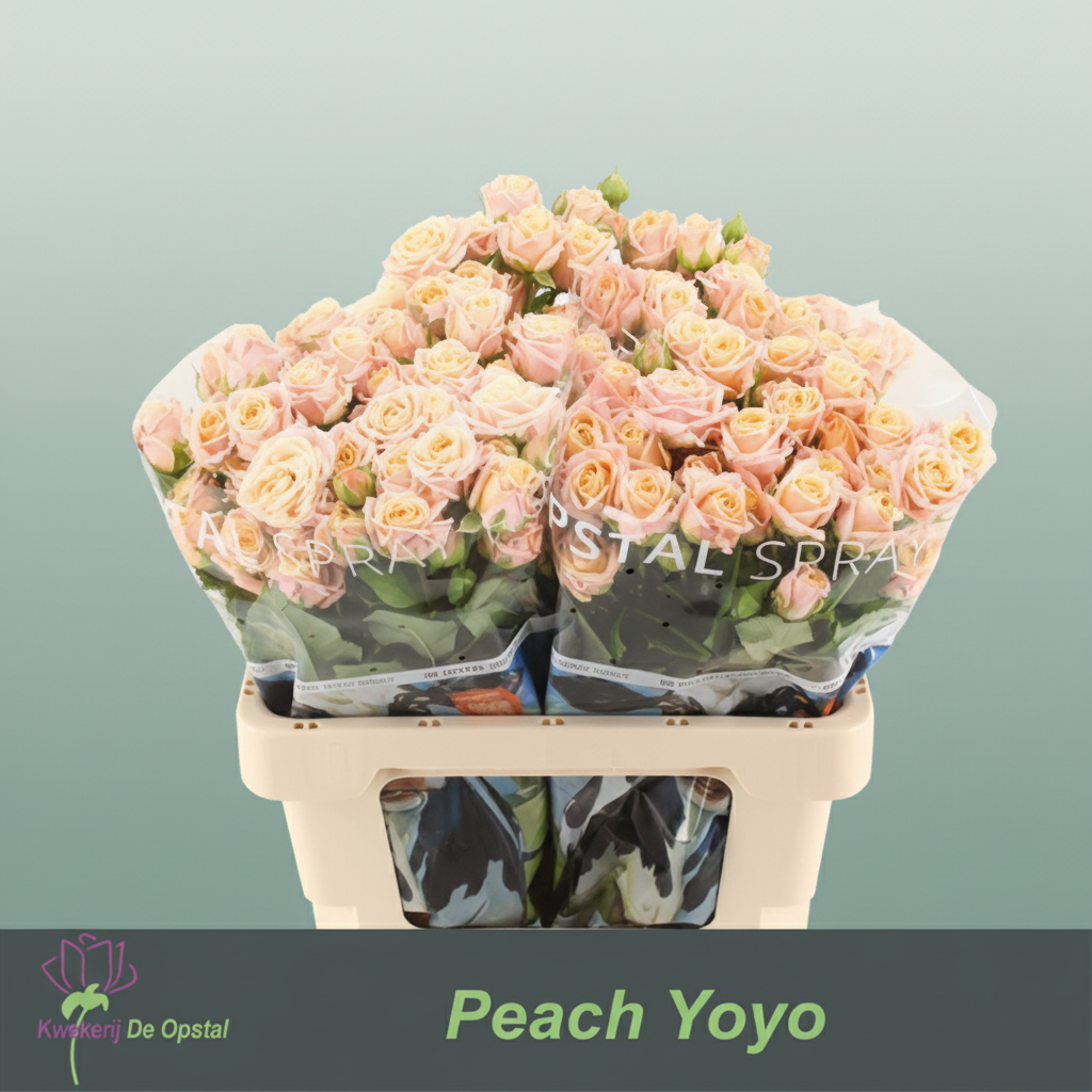 Spray Rose - Rosa - Peach Yo-Yo