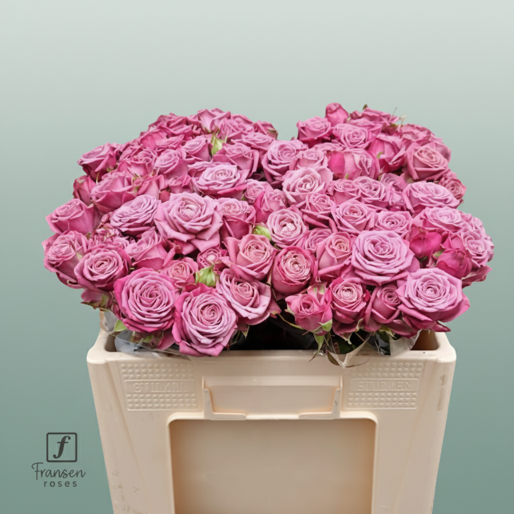 Spray Rose - Rosa - Purple Queen