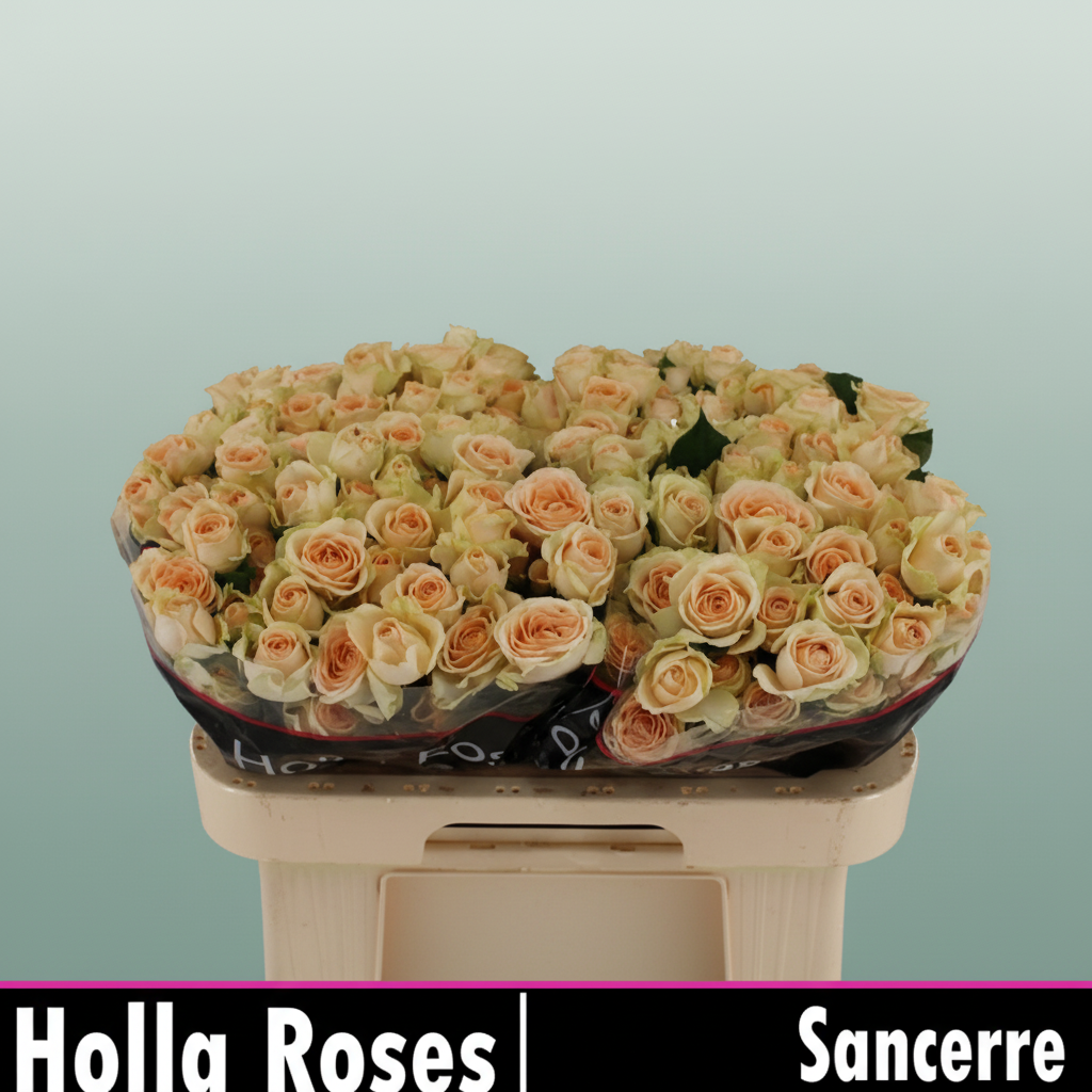 Spray Rose - Rosa - Sancerre