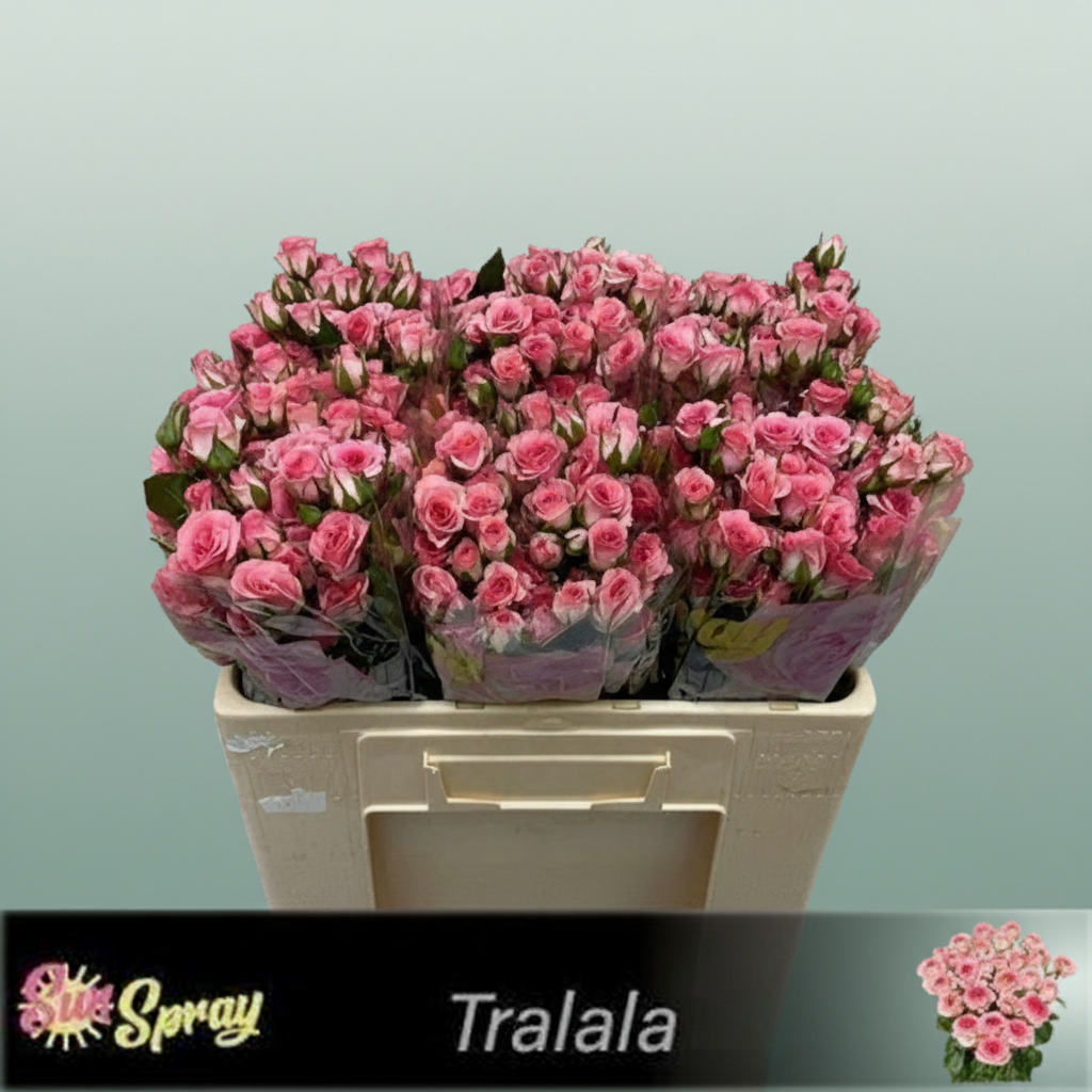 Spray Rose - Rosa - Tralala