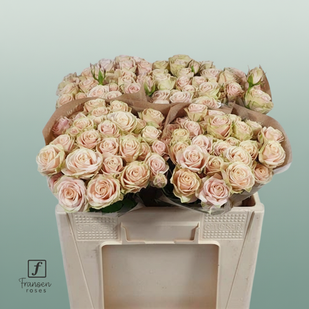 Spray Rose - Rosa - Whitney