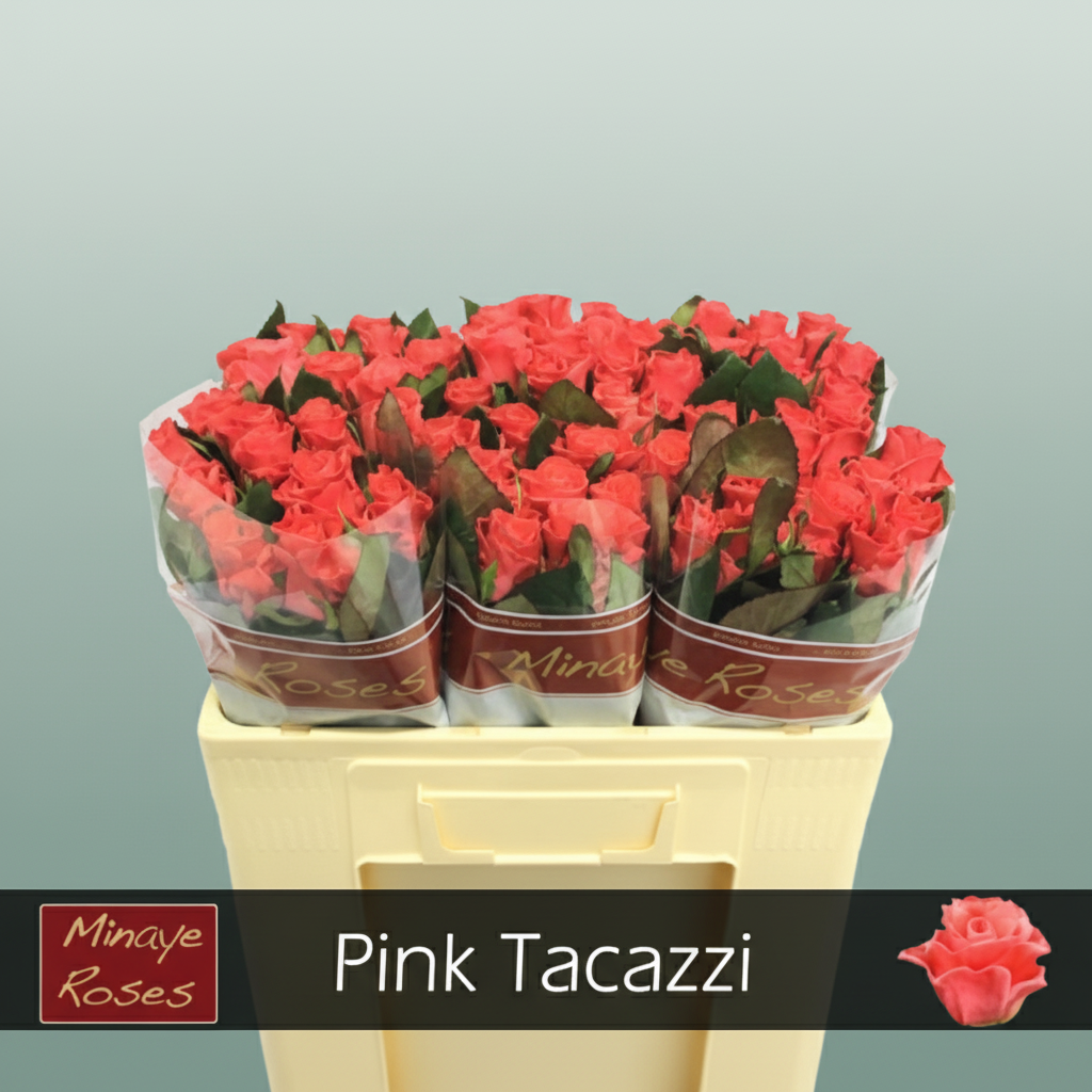Rose - Rosa - Tacazzi+