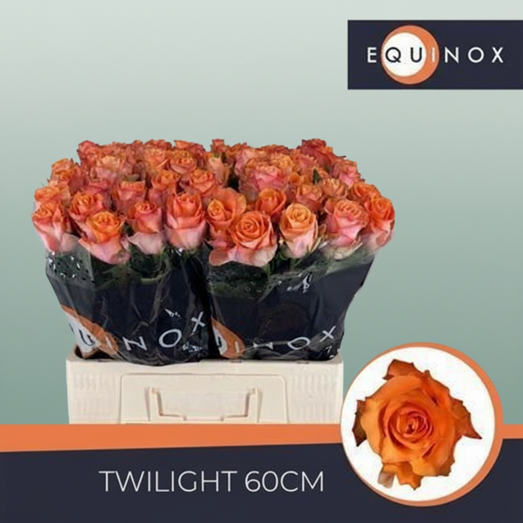 Rose - Rosa - Twilight