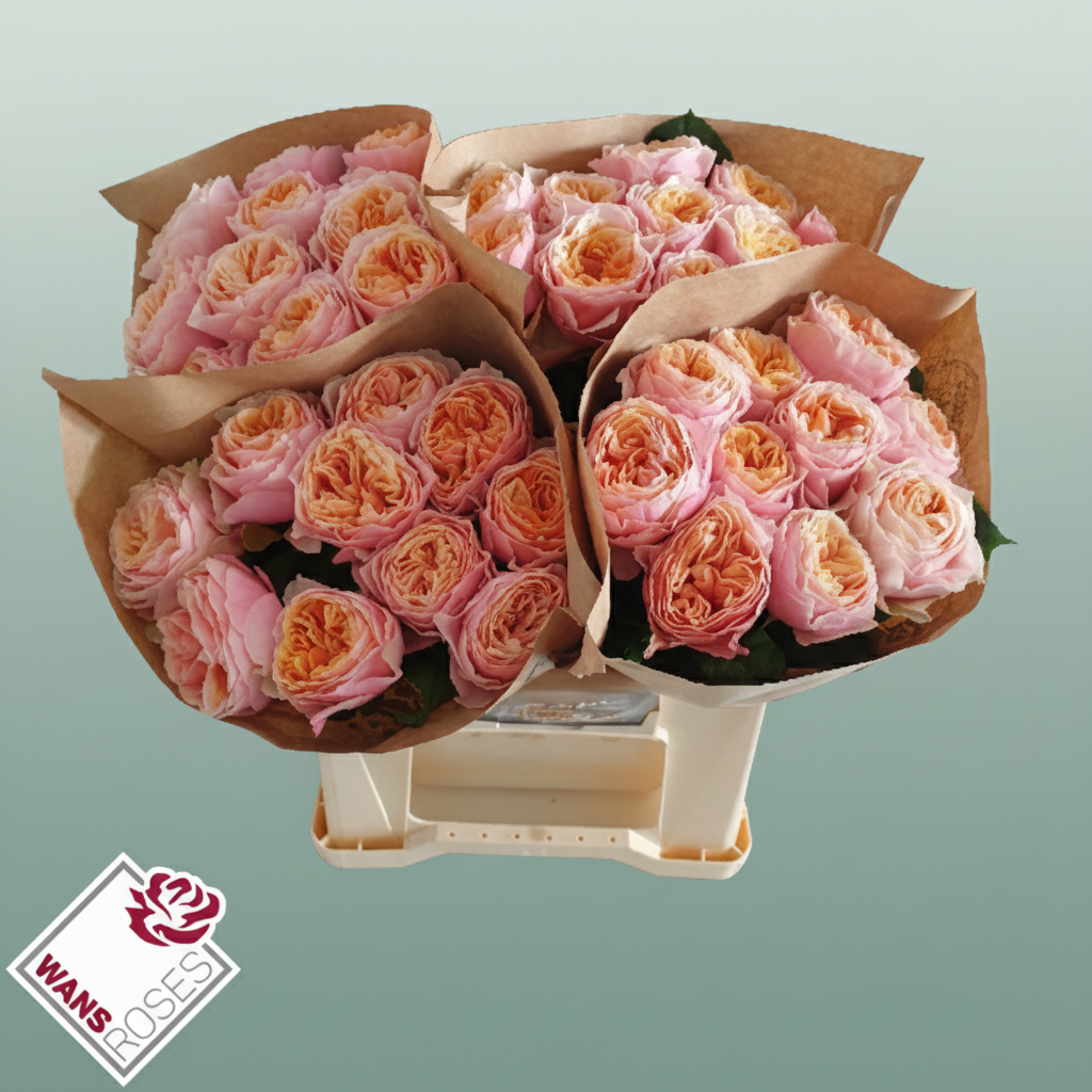 Rose - Rosa - Vuvuzela