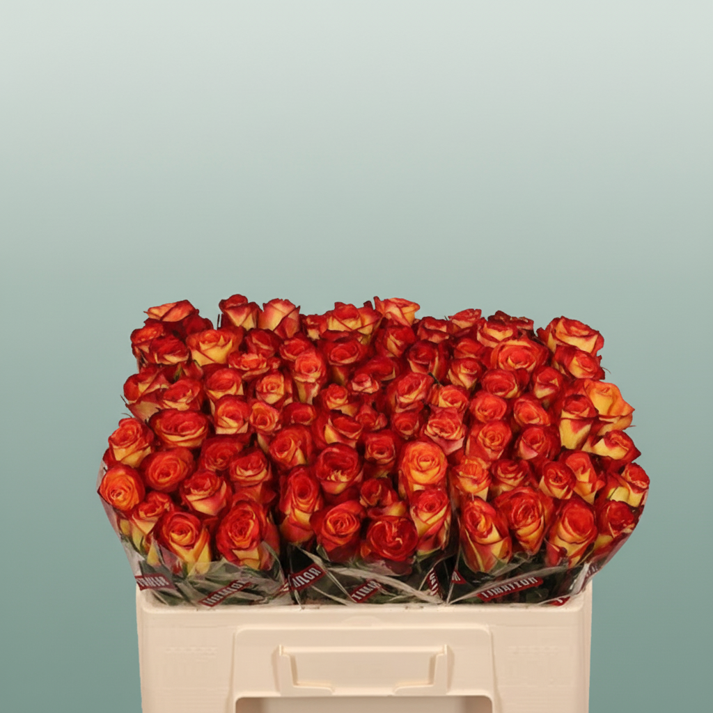 Rose - Rosa - Firefox